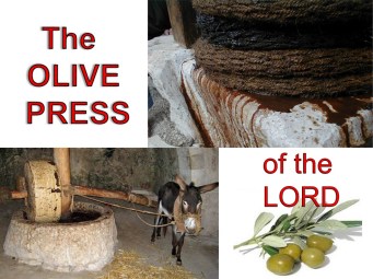olivepress3