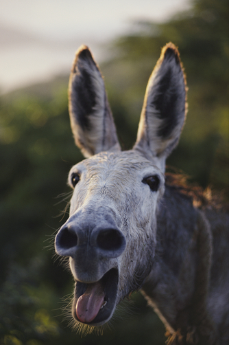 Close view of a braying donkey.